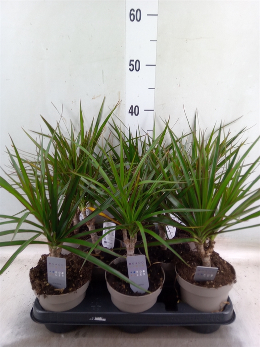 <h4>Dracaena marg.</h4>