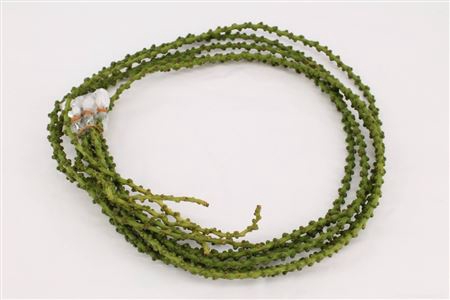 <h4>Caryota String</h4>