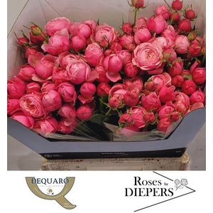 R Tr Silva Pink Diepers