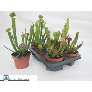 SARRACENIA OV