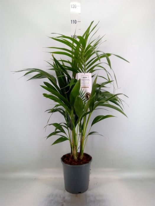 <h4>Howea forsteriana</h4>