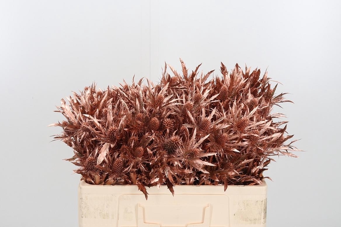 <h4>Eryn Orion Kl Bh Koper</h4>