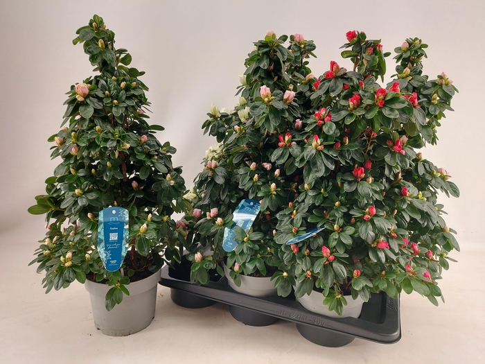 <h4>RHODO SI VOGEL GEM</h4>