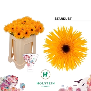 Gerbera Spider Stardust