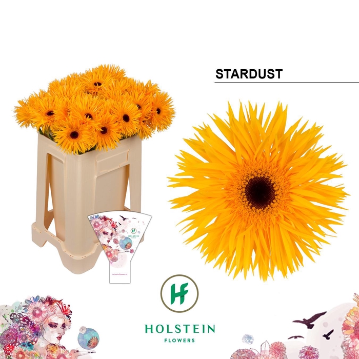 <h4>Gerbera Spider Stardust Water</h4>