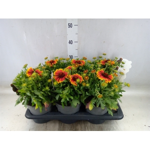 Gaillardia aristata