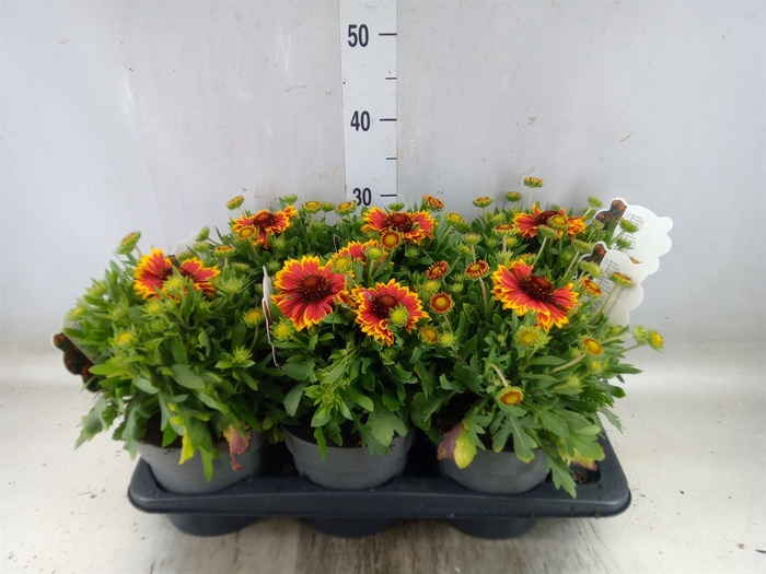 <h4>Gaillardia aristata</h4>