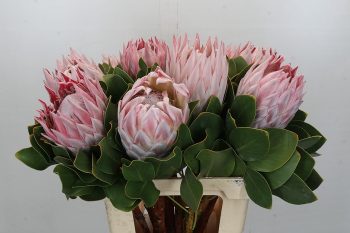 <h4>Protea Cynaroides</h4>