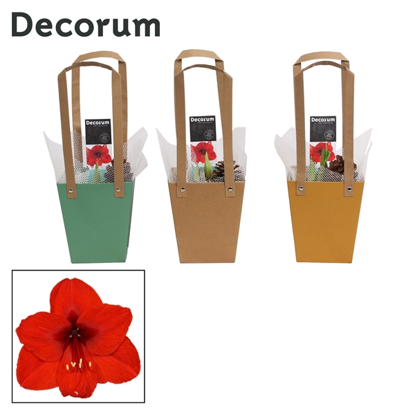 <h4>Amaryllis Rood 2 Knop in Giftbag HERFST (Decorum)</h4>