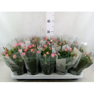 Rosa  'Fame Kordana'