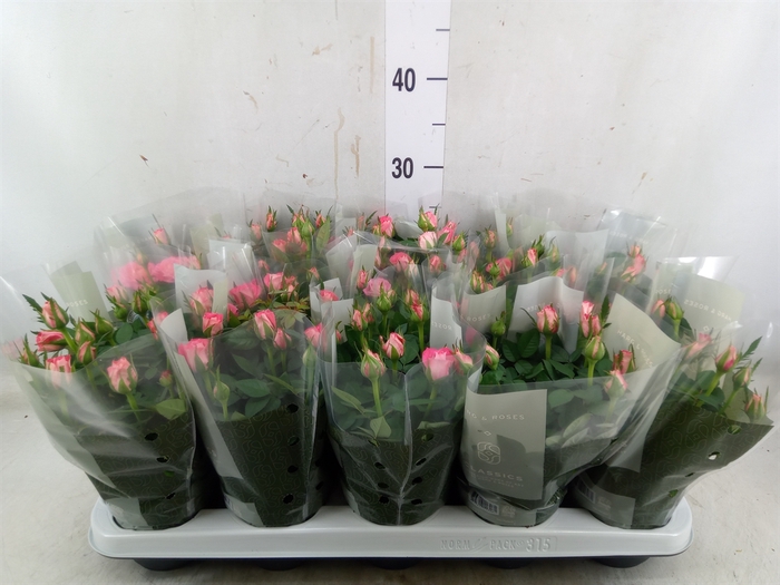 <h4>Rosa  'Fame Kordana'</h4>