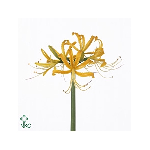 Lycoris Auroa
