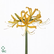 <h4>Lycoris Auroa</h4>
