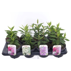 Phlox paniculata mix in tray