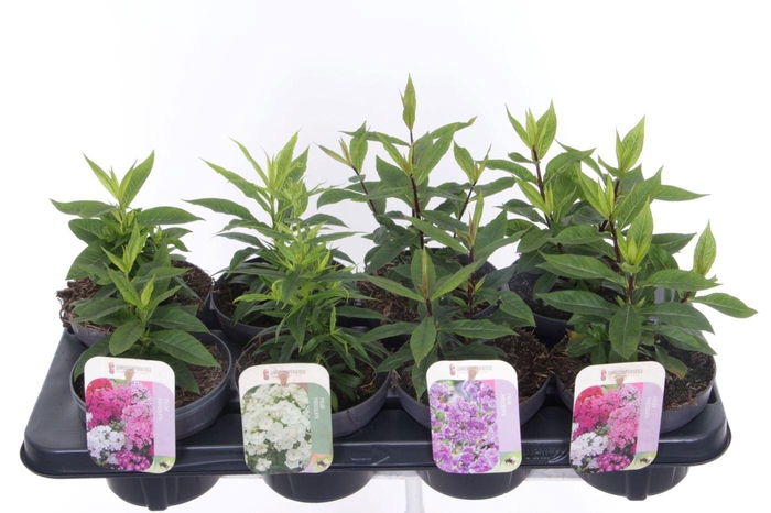 <h4>Phlox paniculata mix in tray</h4>