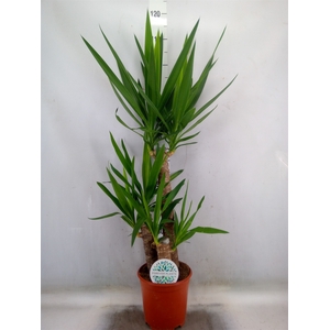 Yucca