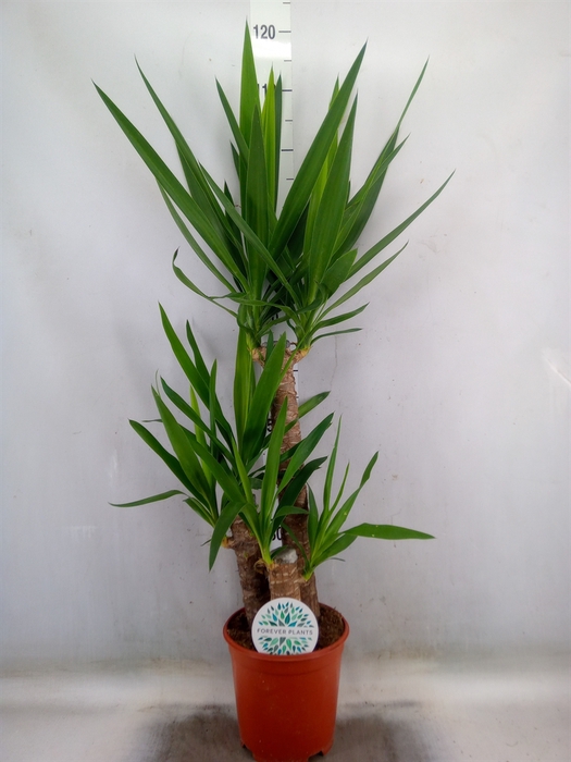 <h4>Yucca</h4>