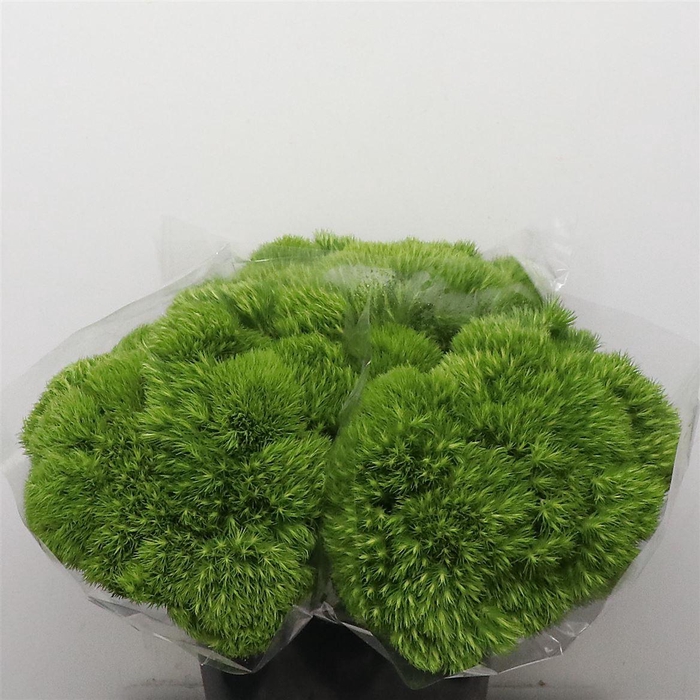 <h4>Di Barb Kiwi Mellow Extra</h4>