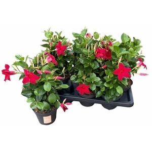MANDE SUN RED