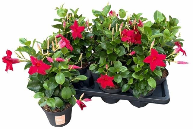 <h4>MANDE SUN RED</h4>