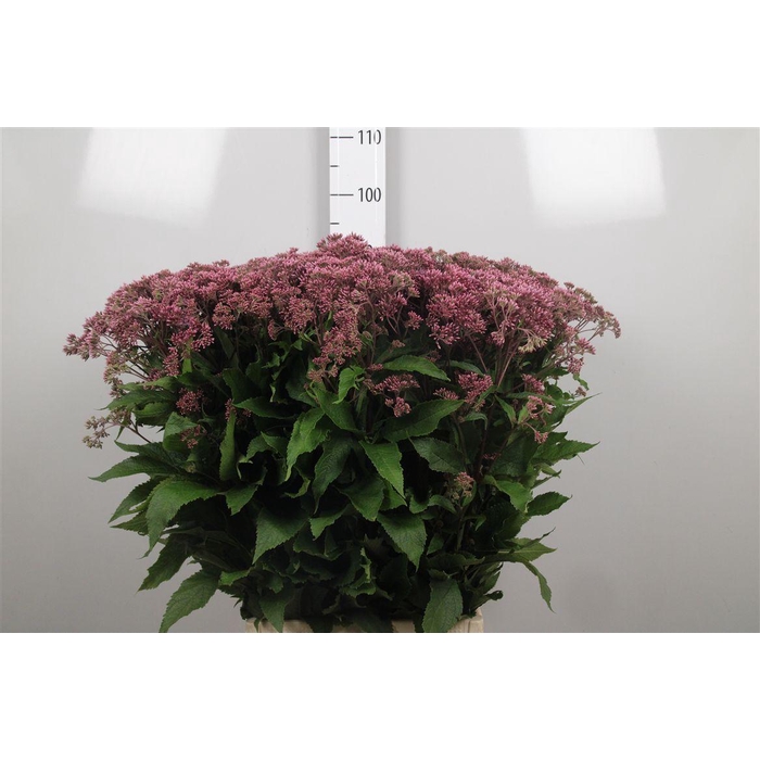 <h4>Eupat Mac Atropurpur</h4>