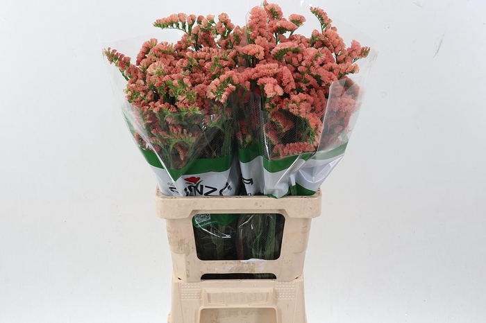 <h4>Lim S Royal Orange Fu</h4>