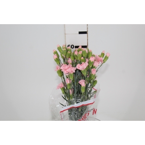 CRAVO SPRAY DOOBADOO 060 CM