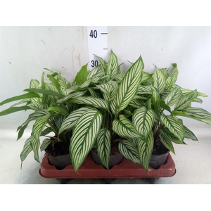 Calathea   ...