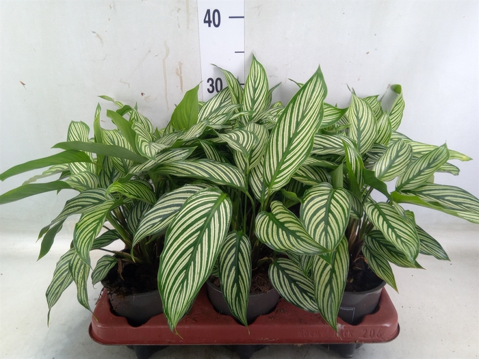 <h4>Calathea   ...</h4>