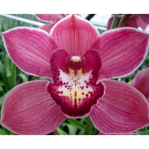 Cymbidium Red Dream 80 cm X8 Koningshof