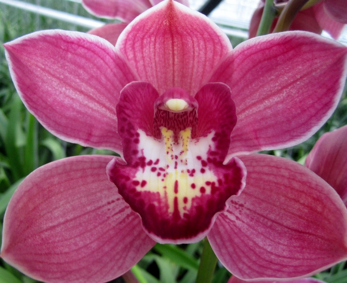 <h4>Cymbidium Red Dream 80 cm X8 Koningshof</h4>