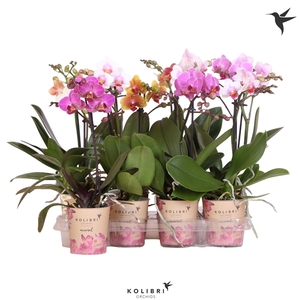 Kolibri Orchids Phalaenopsis Mix 1 spike