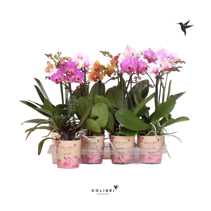 <h4>Phalaenopsis little kolibri 1 branche mix</h4>