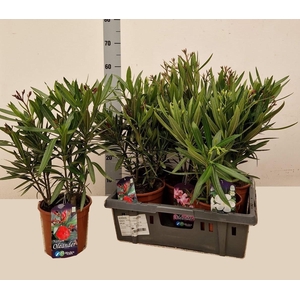 NERI OLEANDER