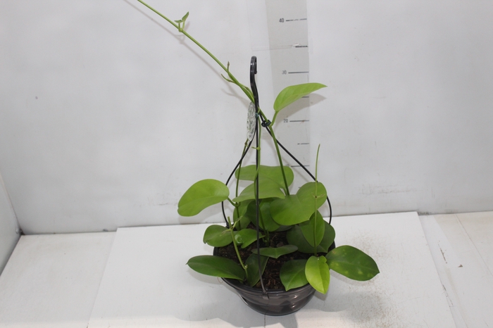 <h4>HOYA AUSTRALIS C21 SEM FLOR</h4>