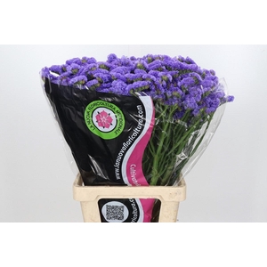 Lim Statice Blue Wings