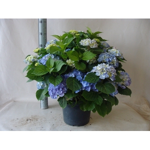 Hydrangea mac.
