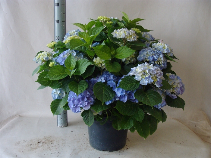 <h4>Hydrangea mac.</h4>
