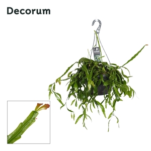 Rhipsalis Crispata P21