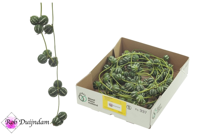 <h4>DIPLOCYCLOS PALMATUS</h4>