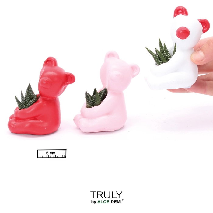<h4>TRULY Succulent, Bear mini</h4>