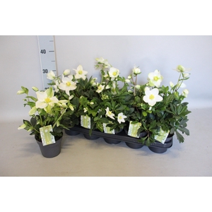 Helleborus Advant Star