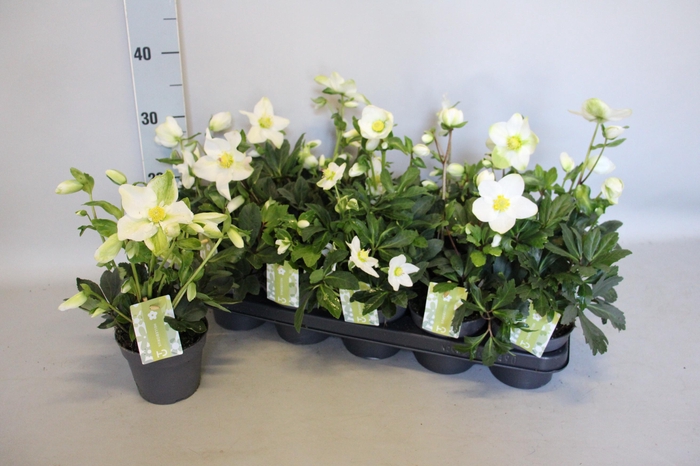 <h4>Helleborus Advant Star</h4>