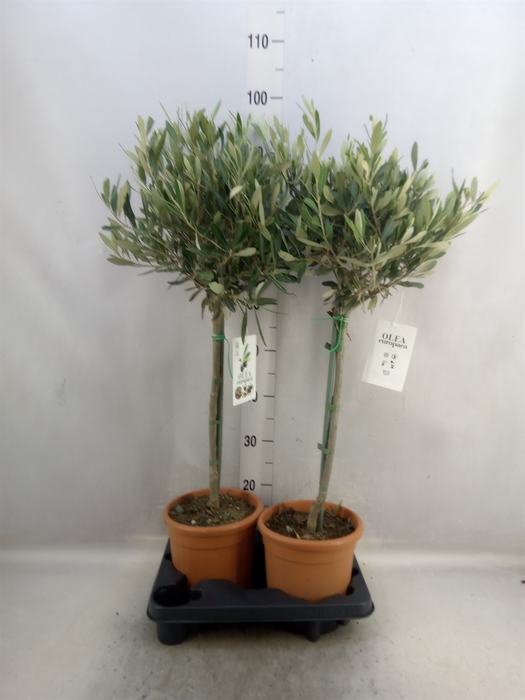 <h4>Olea europaea</h4>