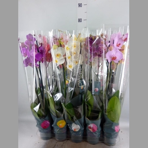 Phalaenopsis   ...mix 10