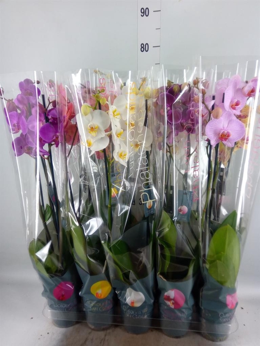 <h4>Phalaenopsis   ...mix 10</h4>