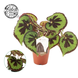 Begonia Masoniana Mountain 15cm Nederlands etiket