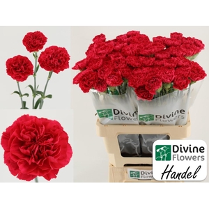 Dianthus ST 'Handel'