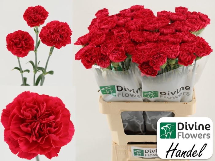 <h4>Dianthus ST 'Handel'</h4>