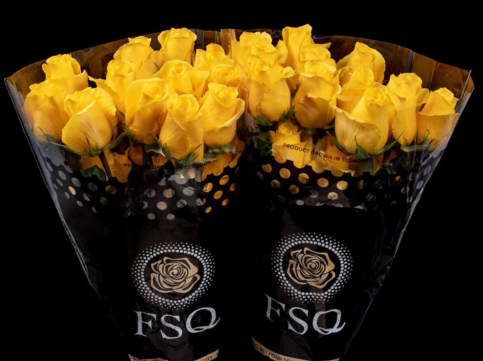 <h4>R GR Momentum</h4>